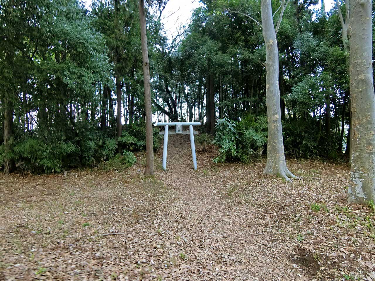 写真
