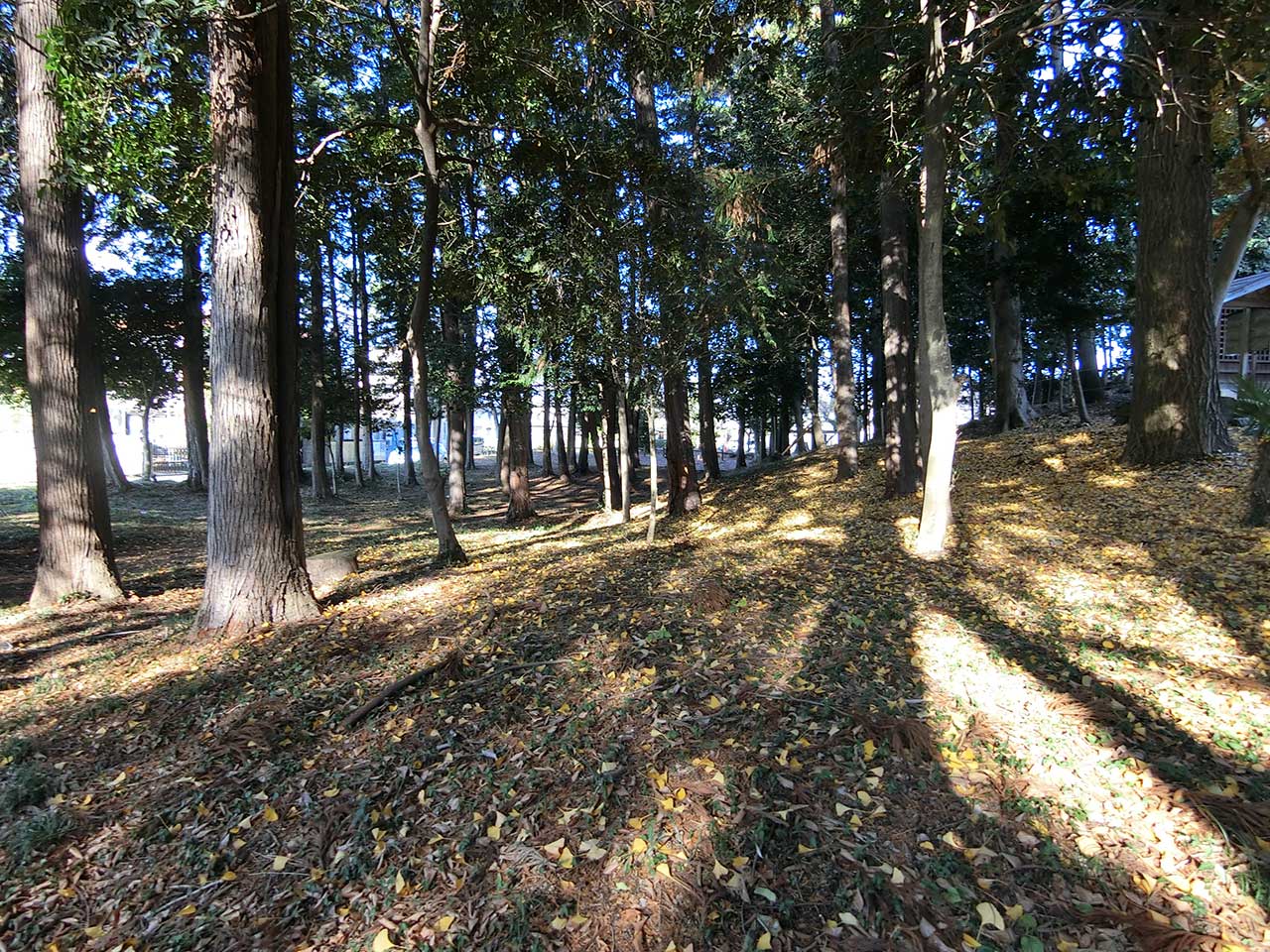 写真
