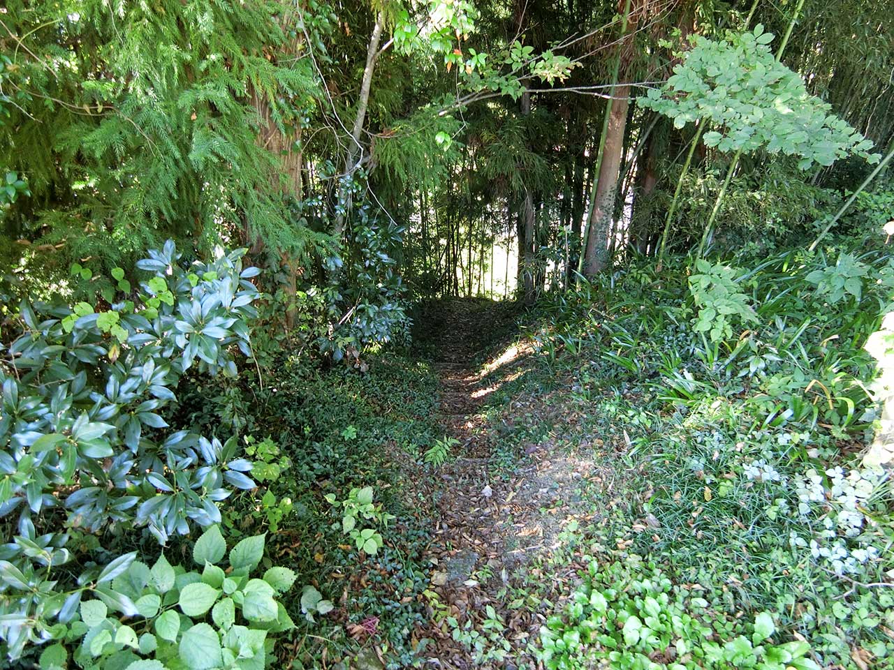 写真