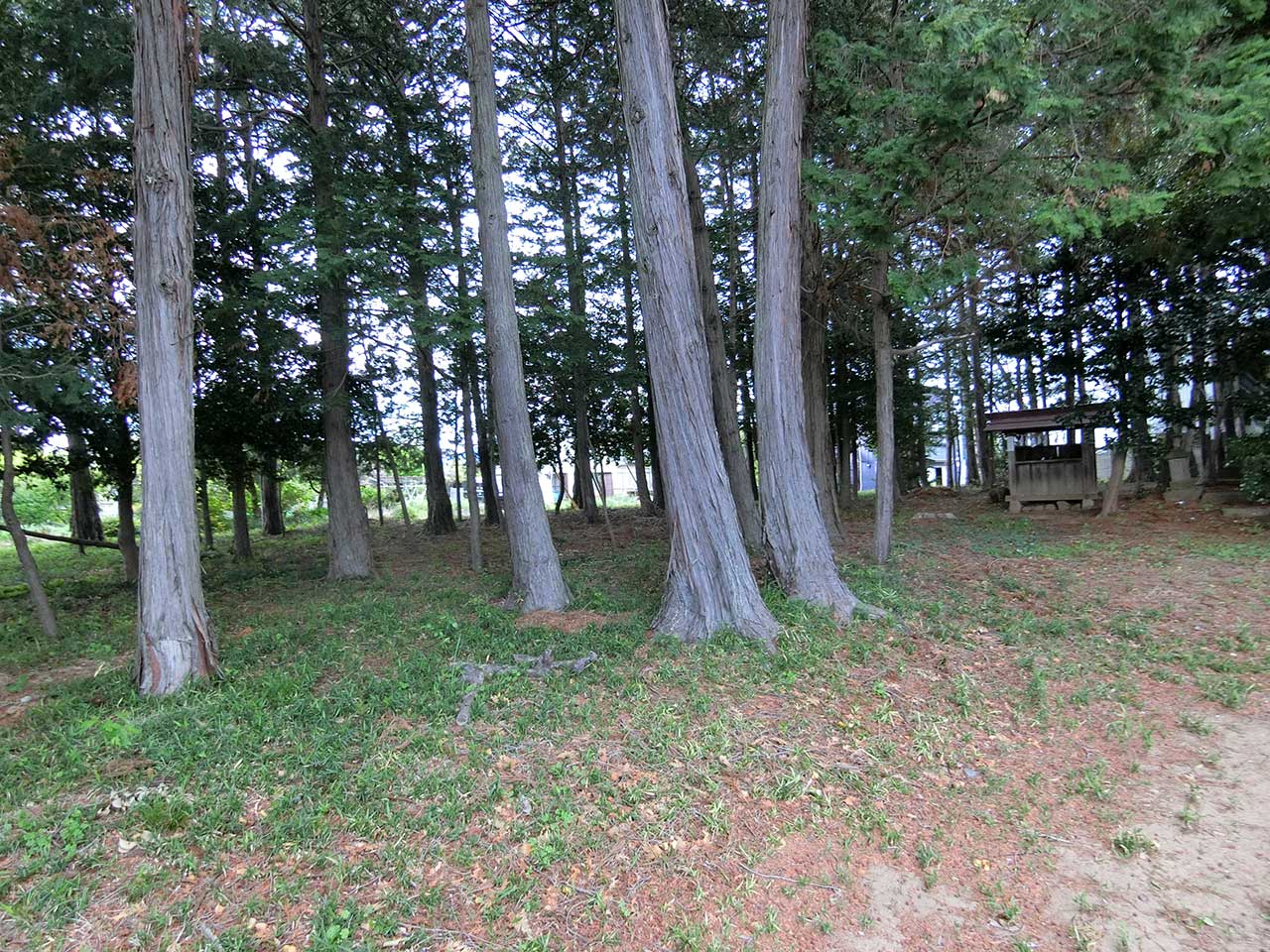 写真